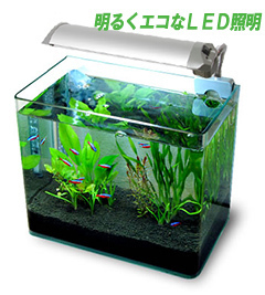 suiso-ya-8868.jpg